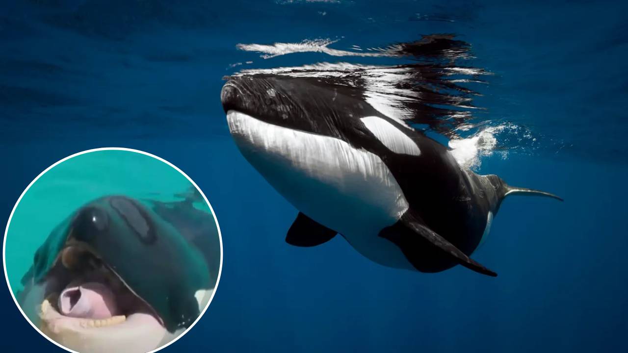 Orcas imitan el habla humana, generando asombro y temor