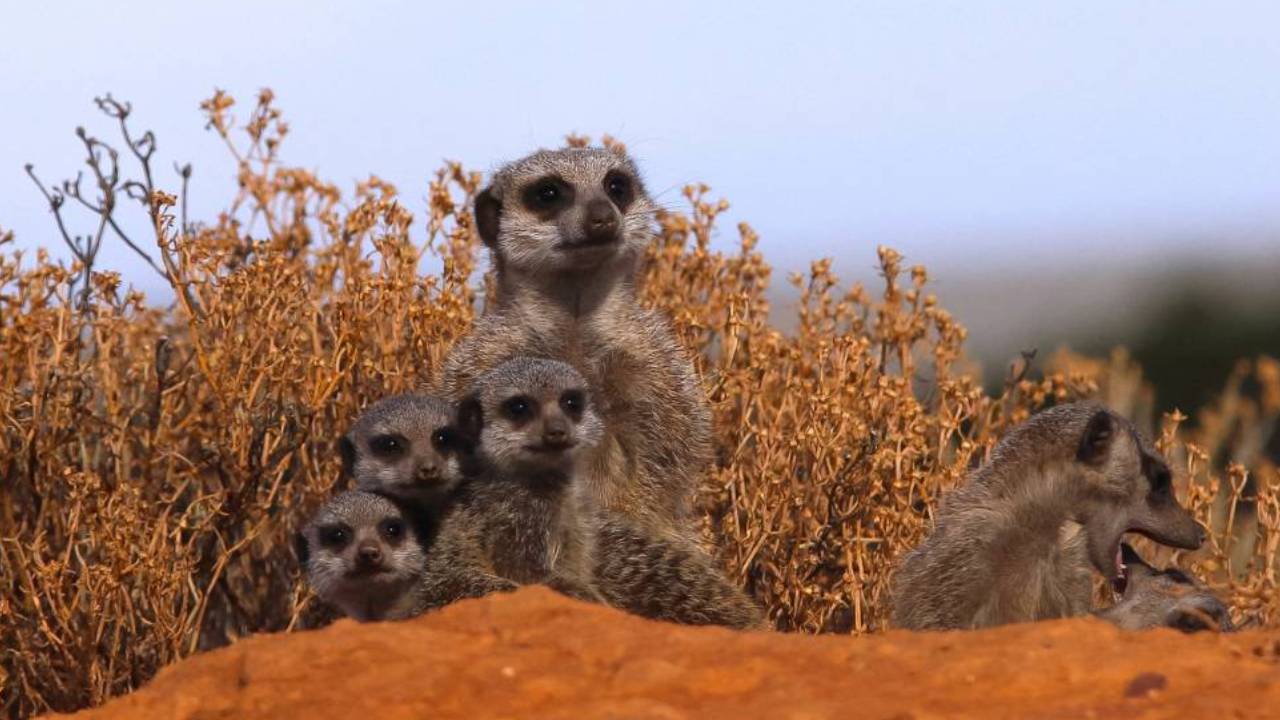 La Naturaleza Alerta: Declive Aplastante de la Fauna Silvestre