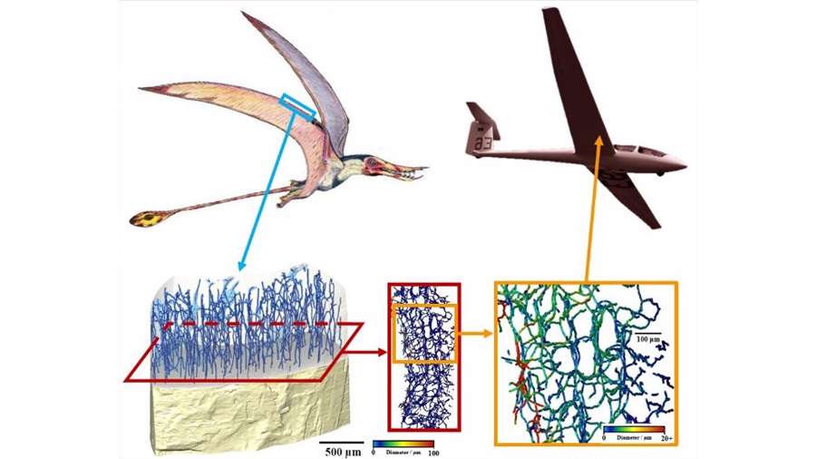 Descubrimiento en Huesos Fósiles Despierta la Revolución de la Ingeniería Aeronáutica