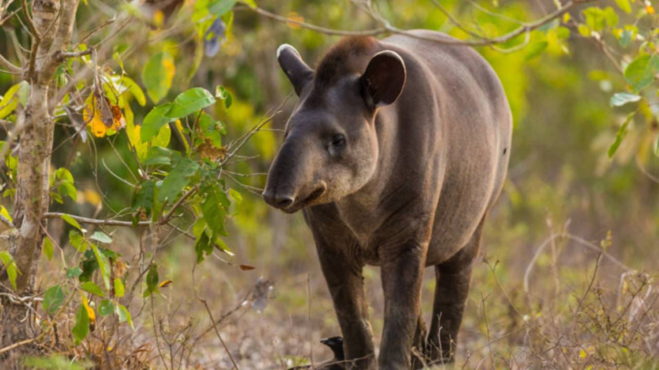 Resurgimiento del Tapir Sudamericano: Una Victoria para la Conservación Ambiental