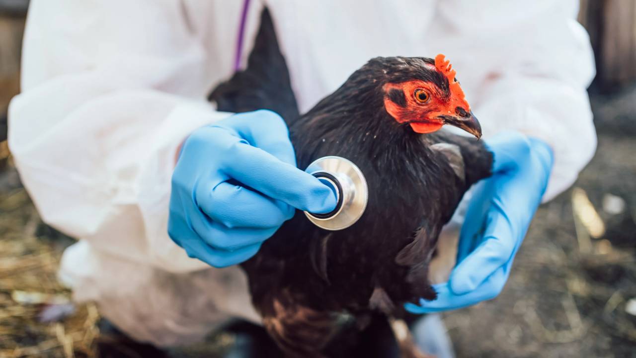 Estudio revela casos asintomáticos de gripe aviar en veterinarios, alertando sobre una posible subestimación del impacto viral