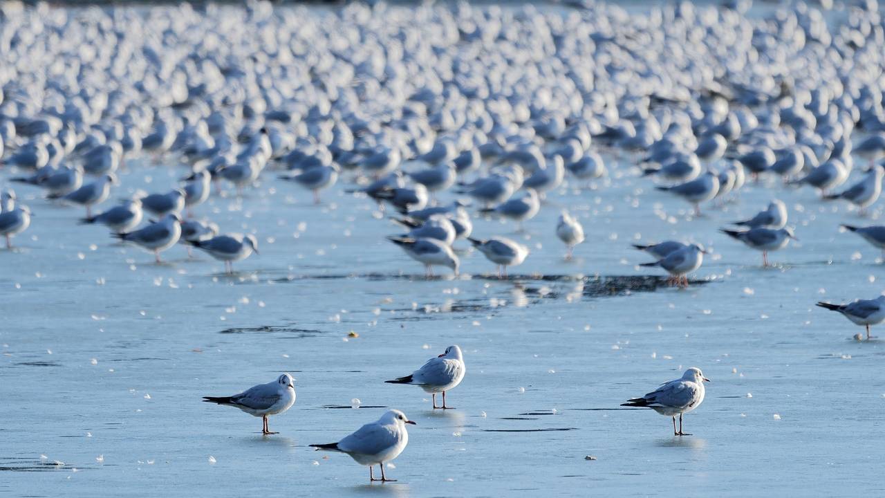 Un Mar de Desesperación: La Mancha Devastada a Millones de Aves Marinas