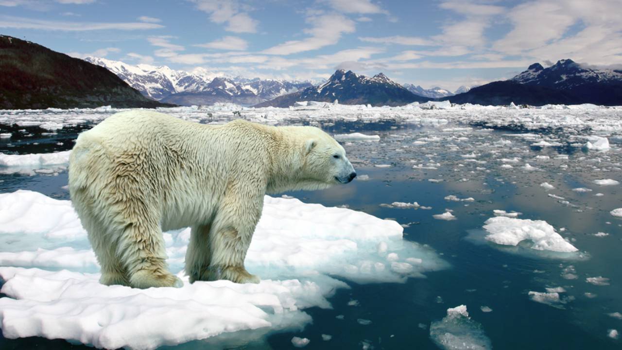 El Ártico se derrite y el oso polar se tambalea hacia la extinción