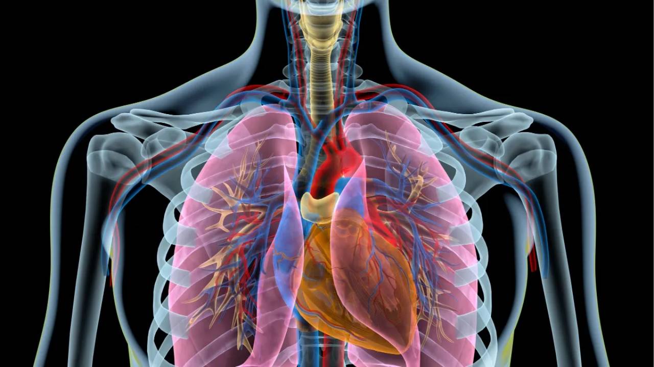 Descubren que los pulmones producen plaquetas, redefiniendo la hematopoyesis